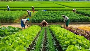 Rice Farm Project