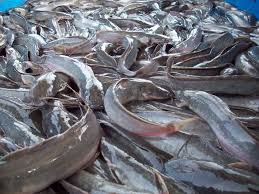 Cassava Processing
